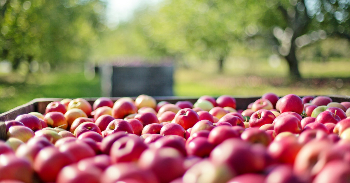 HortiQD 2nd Webinar