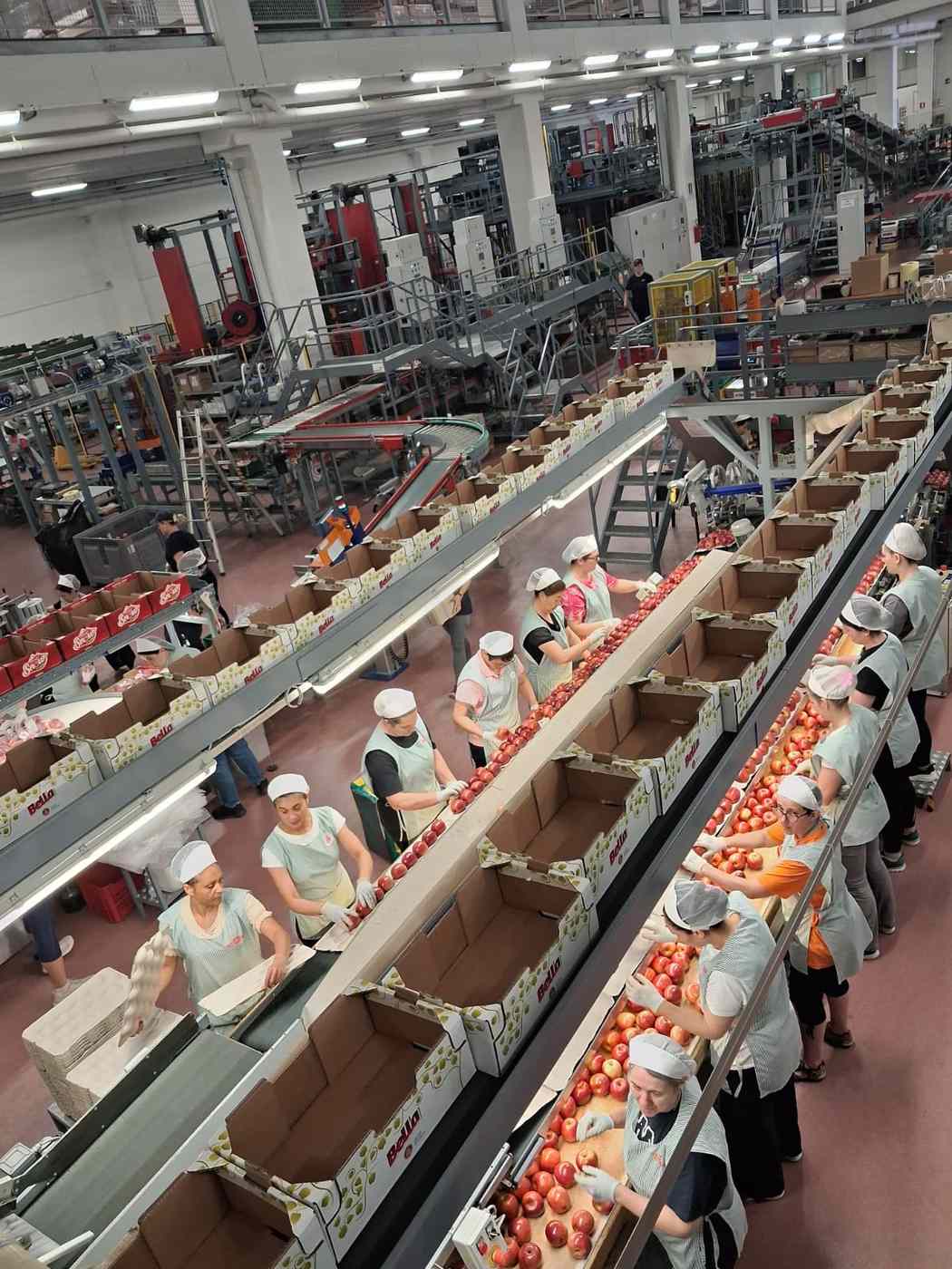 Workers sorting apples on conveyor lines at Rivoira’s production facility, visited by the HortiQD consortium Rivoira apple sorting facility