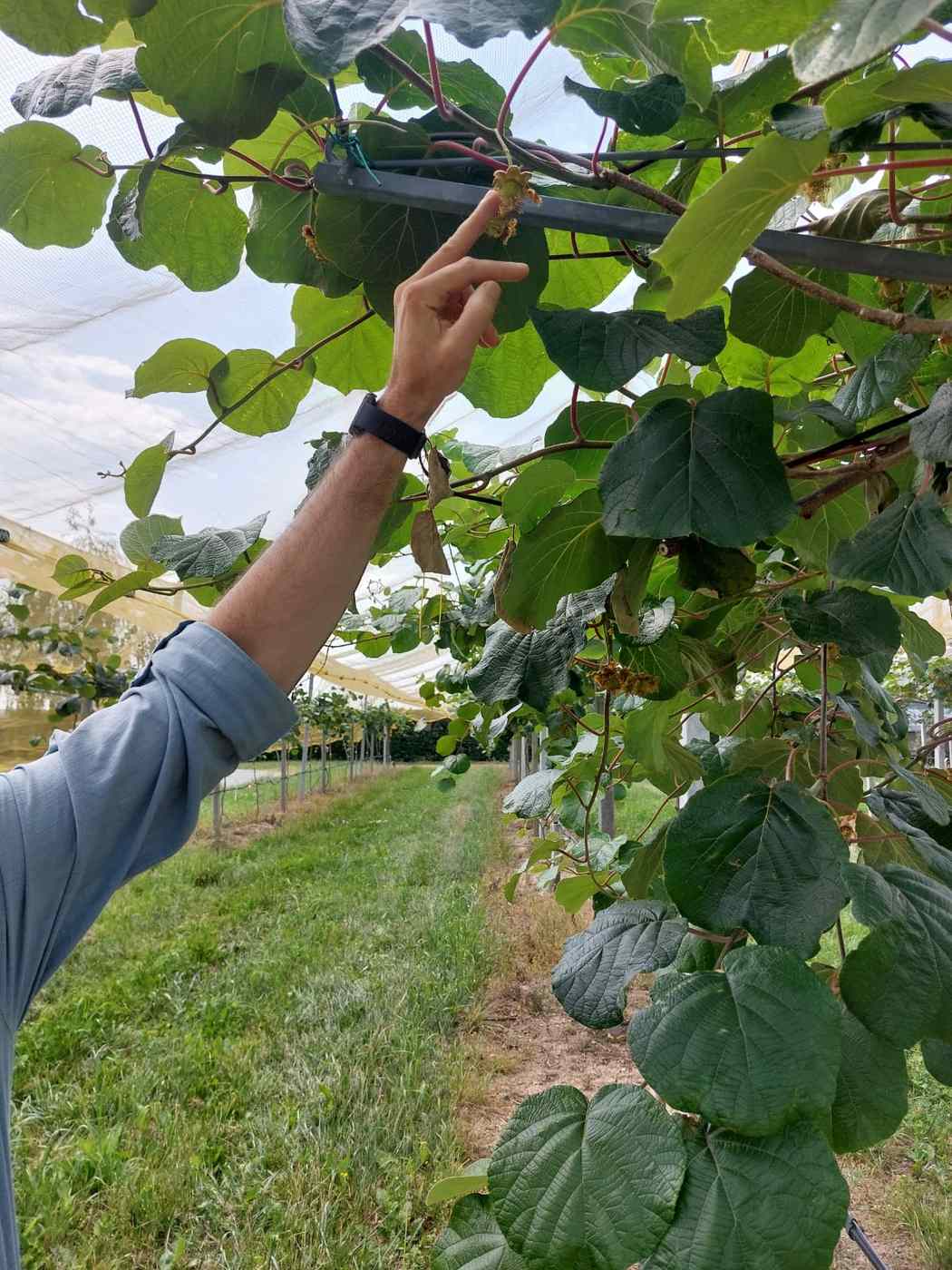 HortiQD consortium in the orchard HortiQD consortium in the orchard